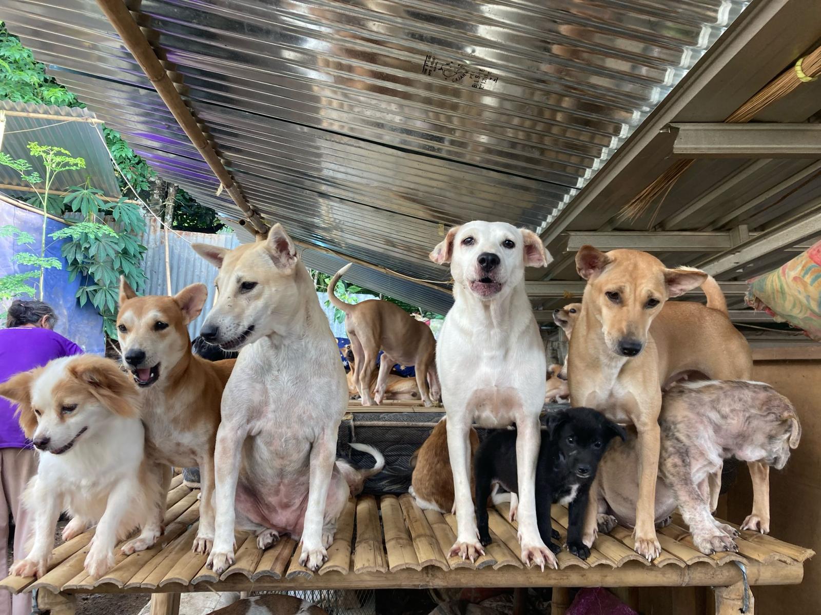 Hunde im Shelter